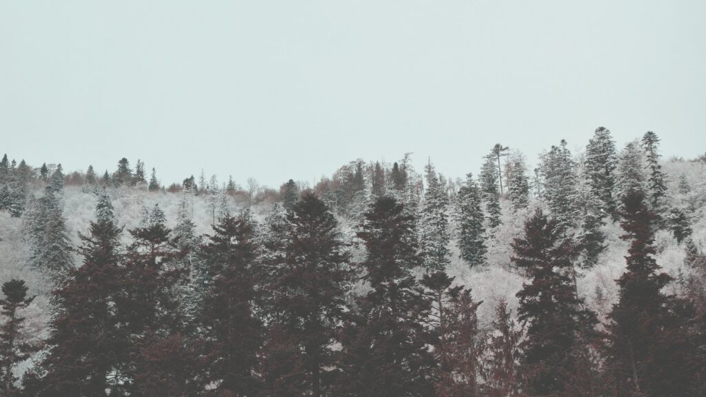 A muted winter landscape of dark evergreen trees in front of a frosted hillside under a pale sky